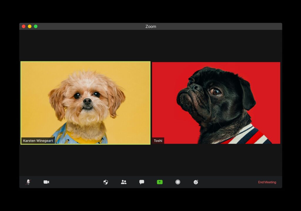 Una llamada de Zoom con dos perros: uno pequeño de color marrón claro sobre fondo amarillo y otro negro con camisa de rayas sobre fondo rojo.
