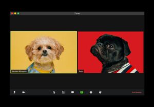 Una llamada de Zoom con dos perros: uno pequeño de color marrón claro sobre fondo amarillo y otro negro con camisa de rayas sobre fondo rojo.